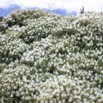 miracles for healing